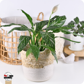 Plantes dans une salle de bain